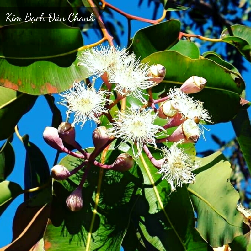 cay kieng thom bach dan chanh