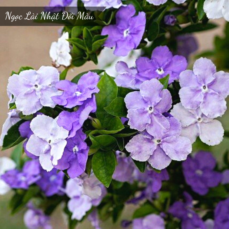 Hoa thom lai nhat doi mau hoang long garden