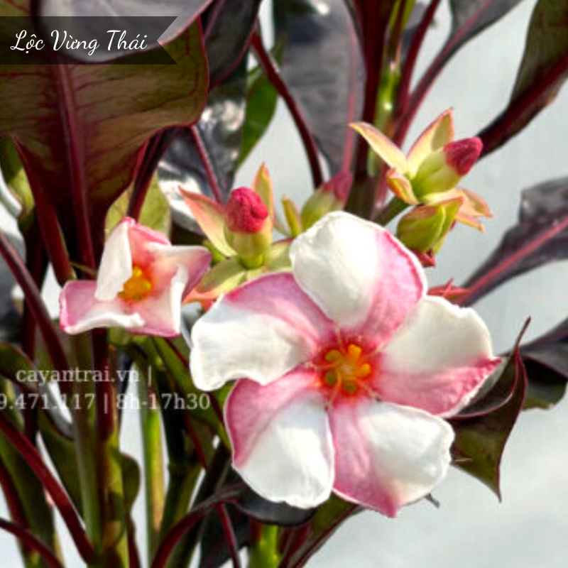hoa thom loc vung thai hoang long garden