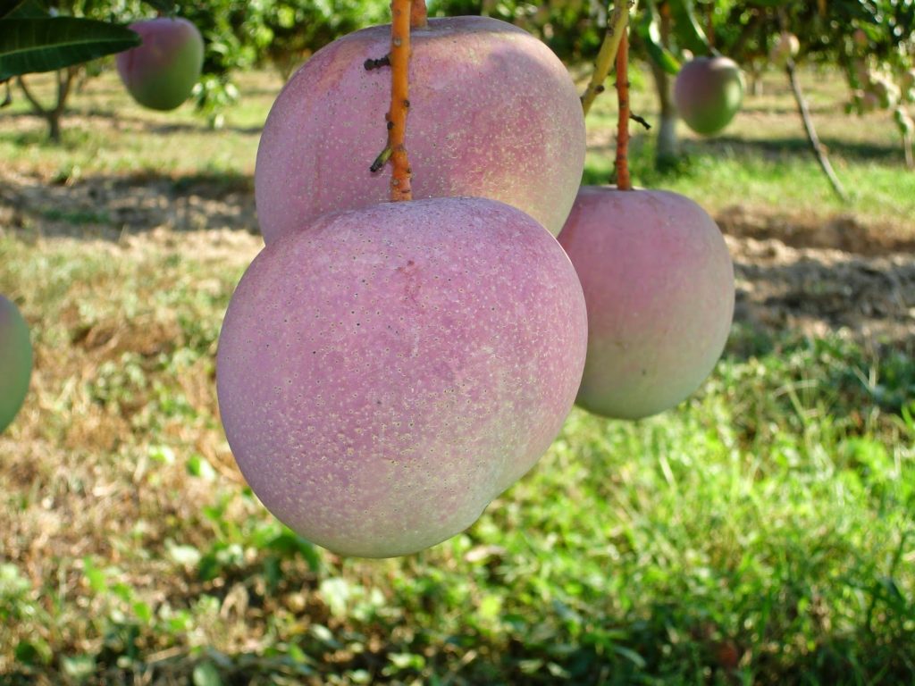 Cây Xoài Úc - Hoàng Long Garden - Giống cây trồng cây ăn trái