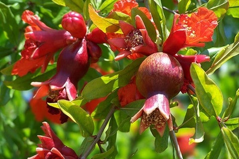 Lựu đỏ Thái Lan có hoa màu đỏ thẩm, trái non khi đậu cũng có màu đỏ thẩm