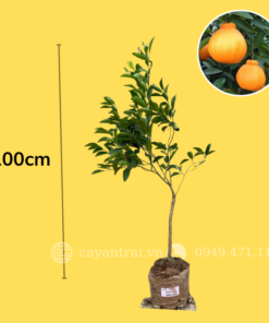 cây cam dekopon