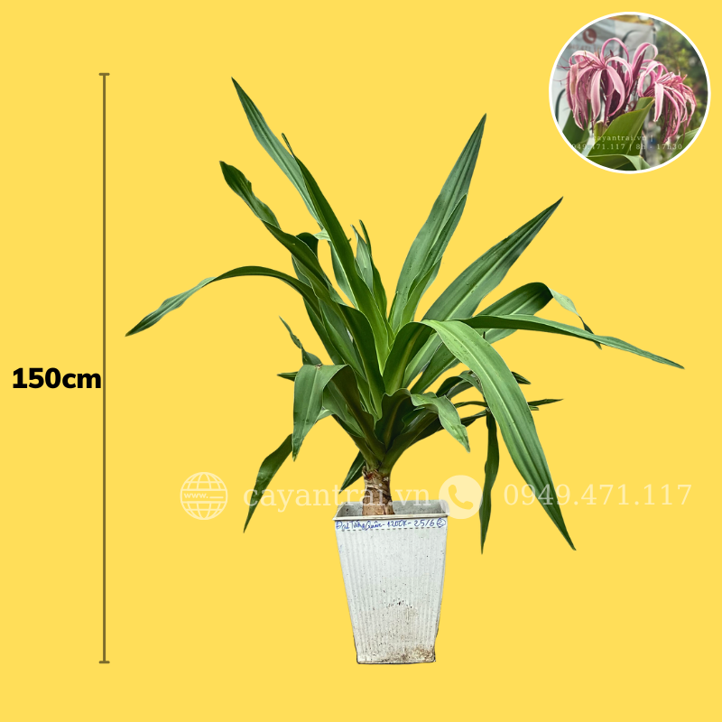 Cây Đại Tướng Quân Hoa Đỏ