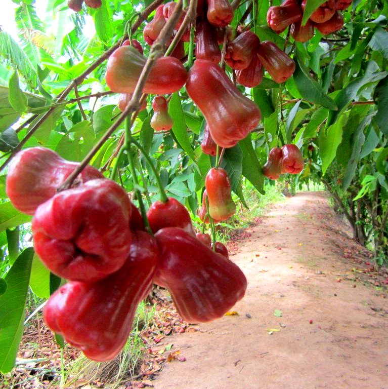Mận Đỏ An Phước chín đỏ mọng