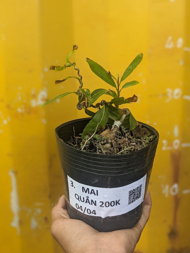 Mai Quắn giá 200k/cây giảm còn 140k/cây