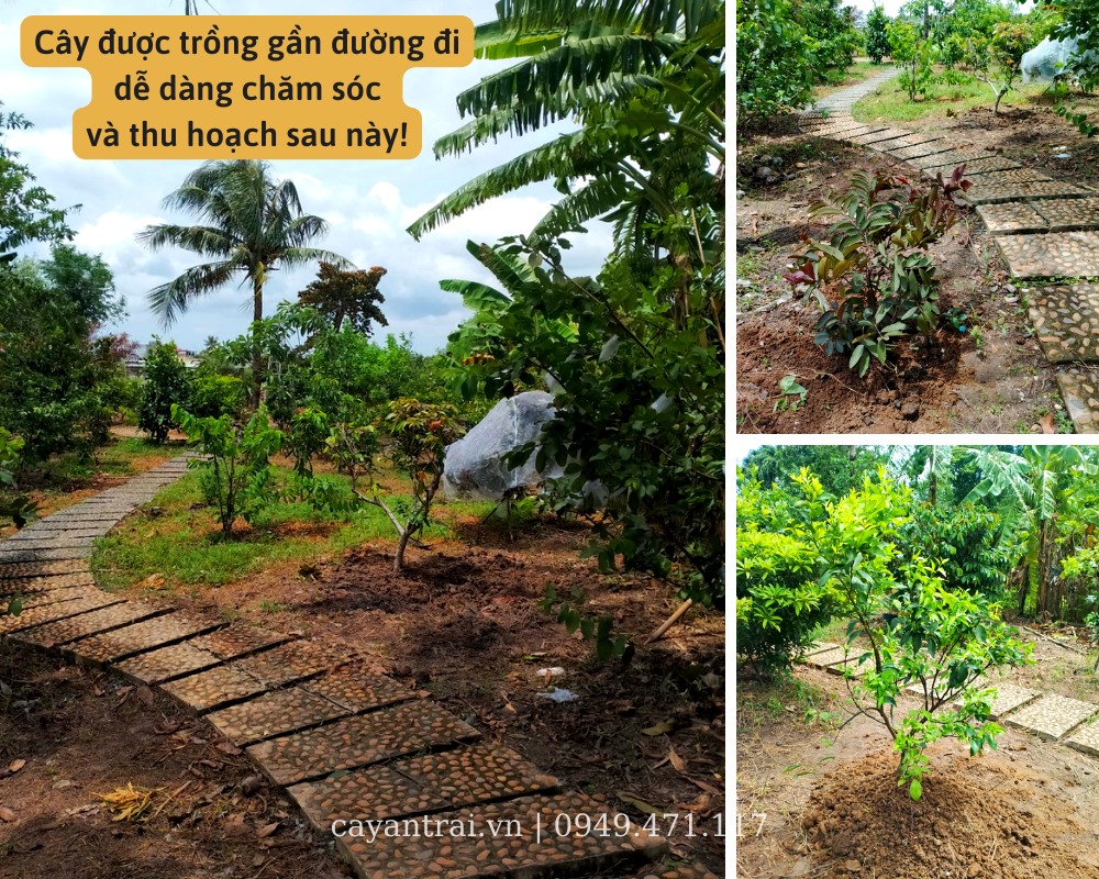 Cây giống được trồng tại vườn ở Tiền Giang