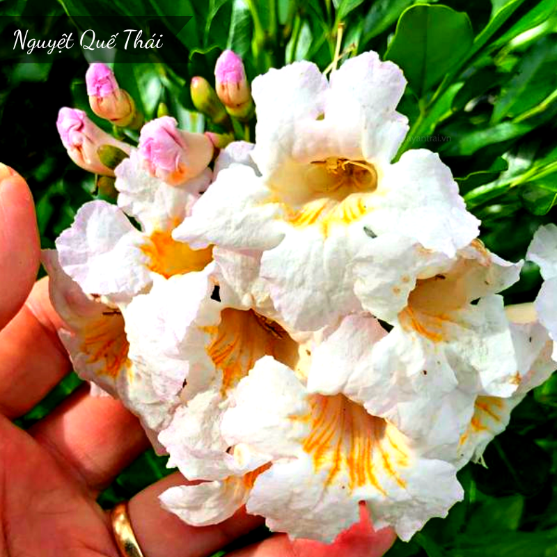 Nguyet que thai hoang long garden