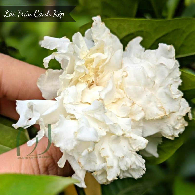 hoa thom lai trau canh kep