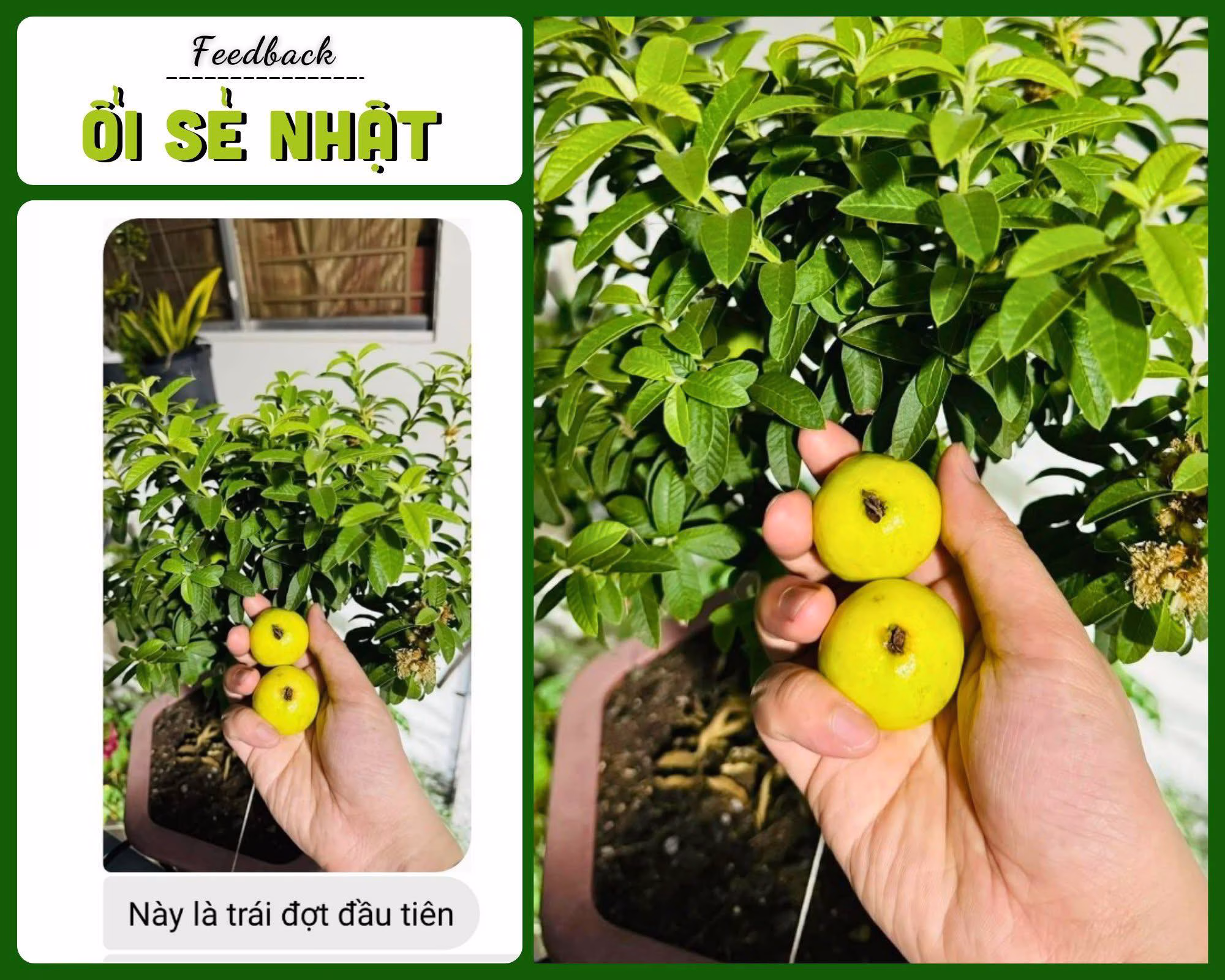 Cây Ổi Sẻ Nhật