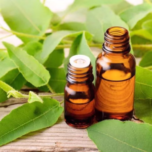 Cây Bạch Đàn Chanh (Lemon Eucalyptus)