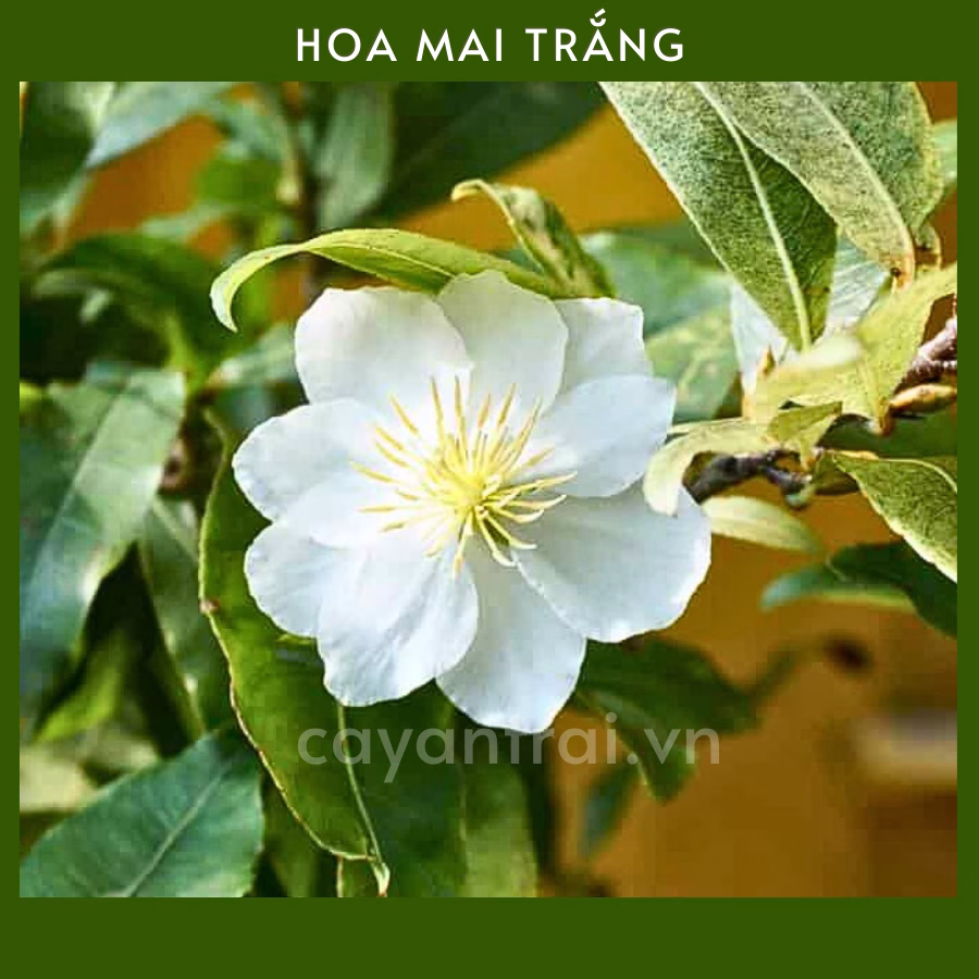 Cây Mai Trắng (Bạch mai)