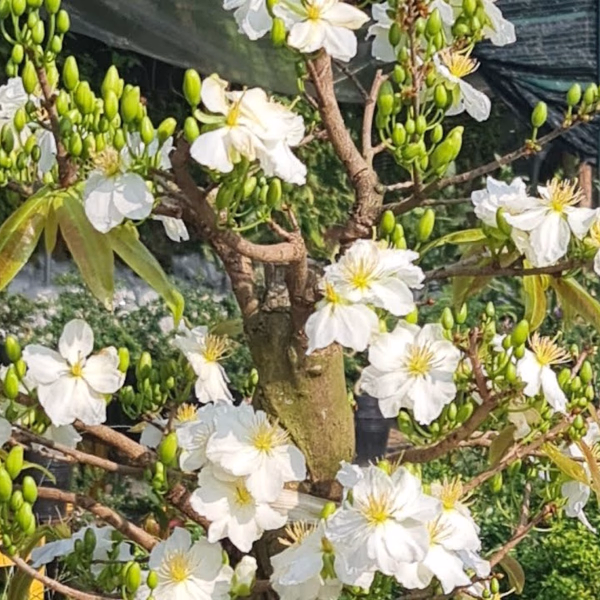 Cây Bạch Mai Tân Tân