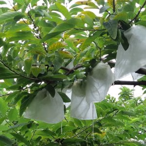 Cây Mãng Cầu Na Dai