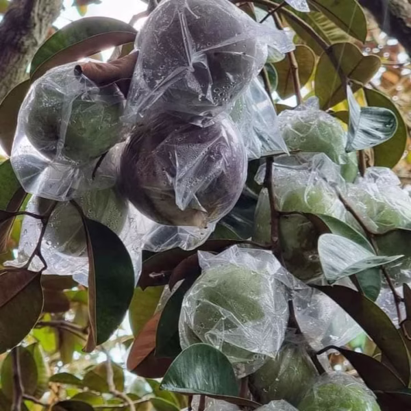 Cây Vú Sữa Mica