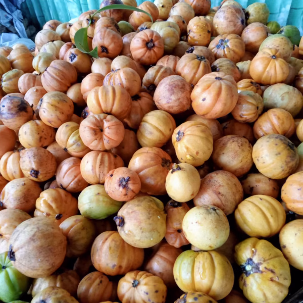 Cây Bứa (Mountain Sapote)