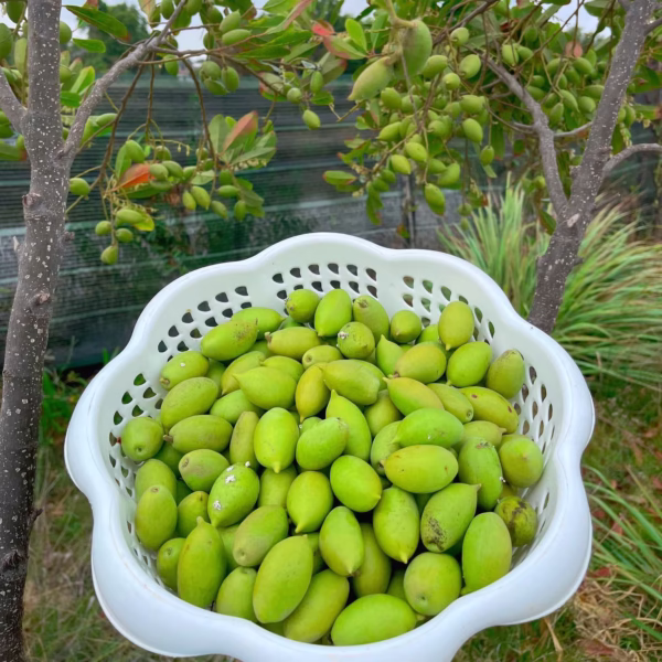 Cây Cà Na Thái