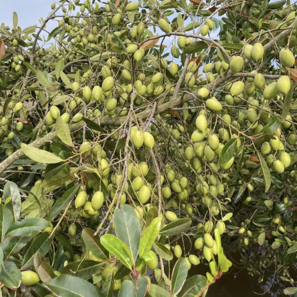 Cây Cà Na Thái