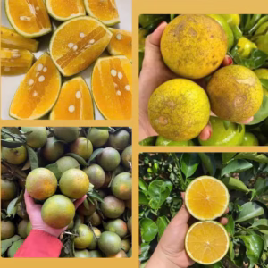 Cây Cam Xoàn