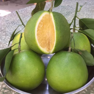 Cây Cam Xoàn