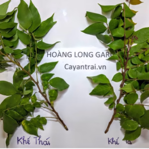 Cây Khế Thái