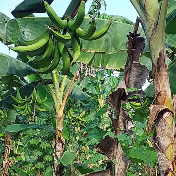 Cây Chuối Tá Quạ