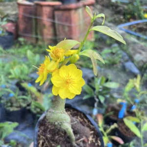 Cây Mai Giảo Như Ý