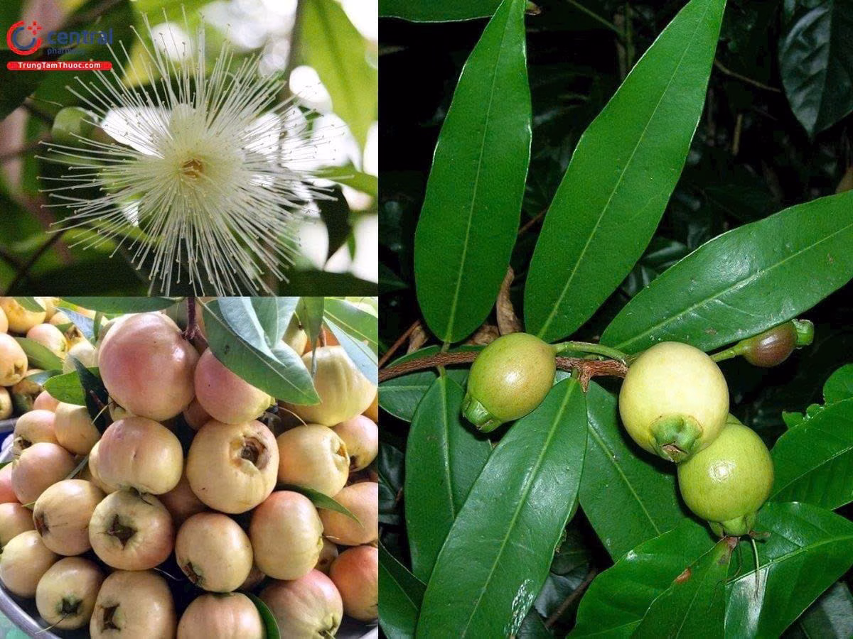 Cây Mận Lý