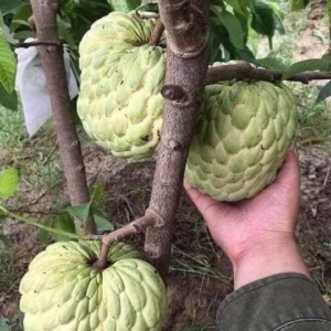 Cây Mãng Cầu Na Thái (Mãng Cầu Nữ Hoàng)
