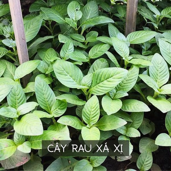 Cây Rau Xá Xị