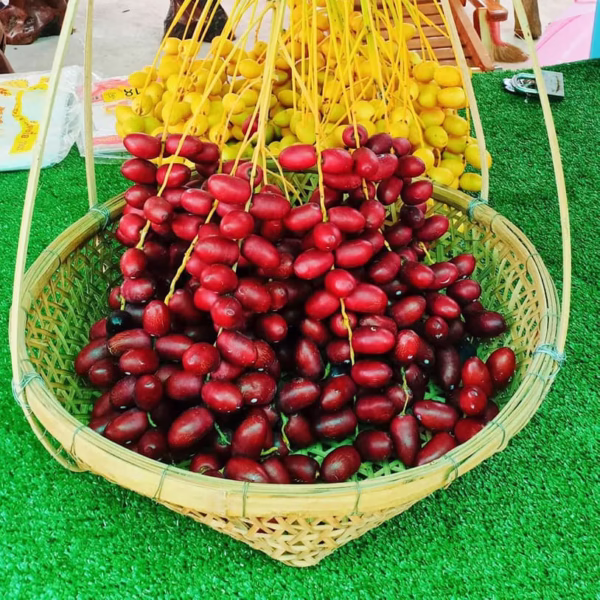 Cây Chà Là Khenaizy (Chà là đỏ Konaizy)