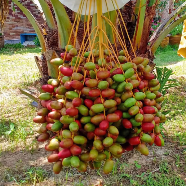 Cây Chà Là Khenaizy (Chà là đỏ Konaizy)