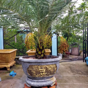 Cây Chà Là Khenaizy (Chà là đỏ Konaizy)