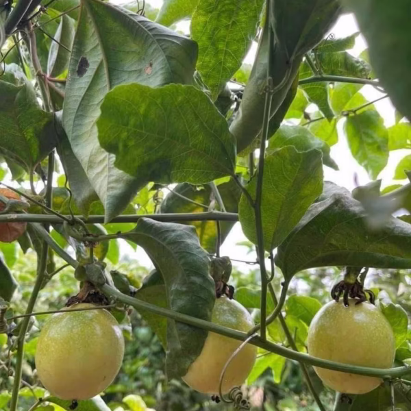 Cây Chanh Dây Vàng Ngọt Hoàng Kim (Chanh Dây Ngọt Hương Ổi)