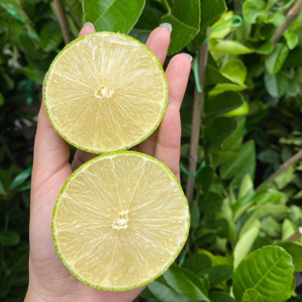 Cây Chanh Giấy Limca Không Hạt