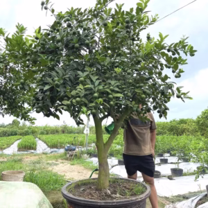 Cây Chanh Tứ Quý