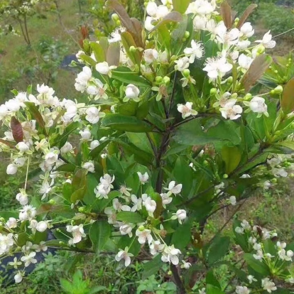 Cây Cherry Brazil