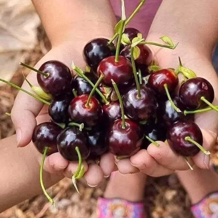 Cây Cherry Brazil