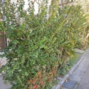 Cây Cherry Surinam (Cherry khía)
