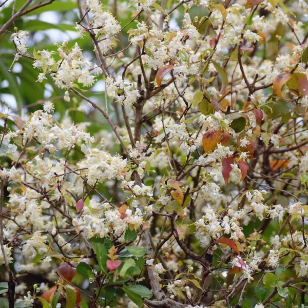 Cây Cherry Surinam (Cherry khía)