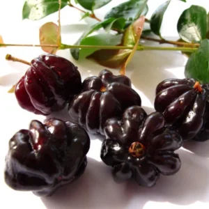 Cây Cherry Surinam (Cherry khía)