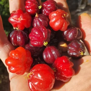 Cây Cherry Surinam (Cherry khía)