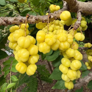 Cây Chùm Ruột Ngọt