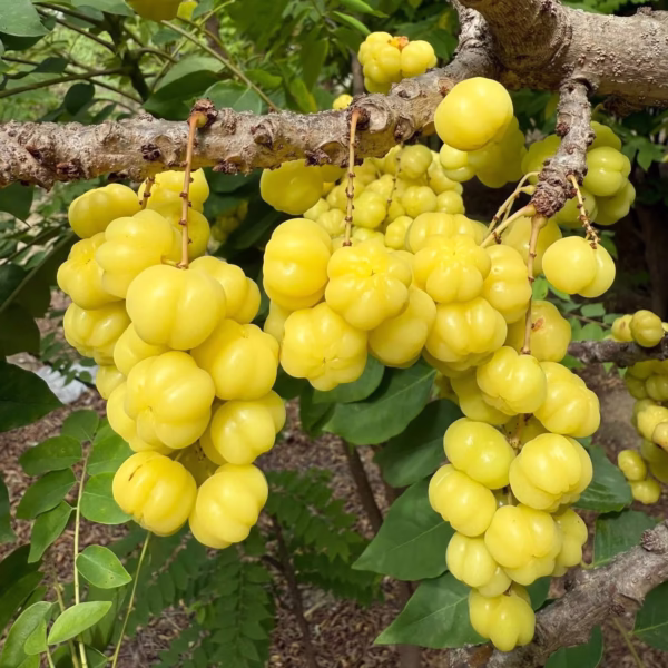 Cây Chùm Ruột Ngọt