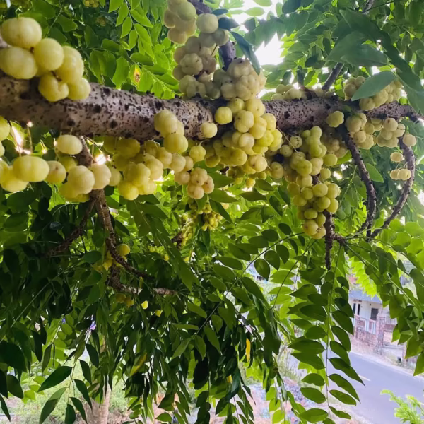 Cây Chùm Ruột Chua