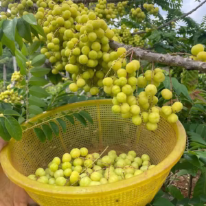 Cây Chùm Ruột Chua