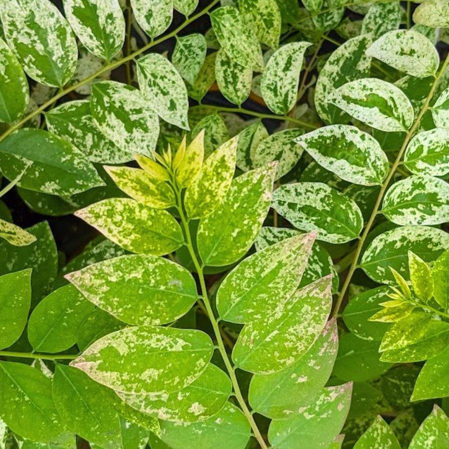 Cây Chùm Ruột Cẩm Thạch