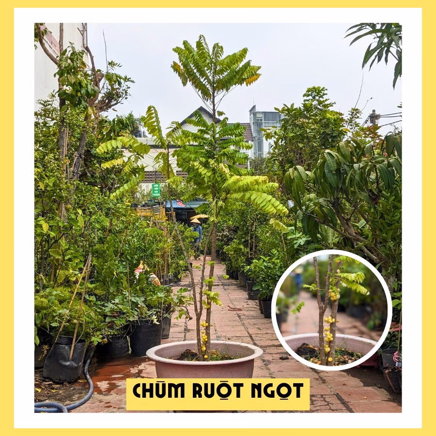 Chùm Ruột Ngọt Siêu Trái
