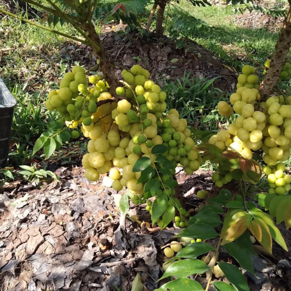Chùm Ruột Ngọt Siêu Trái