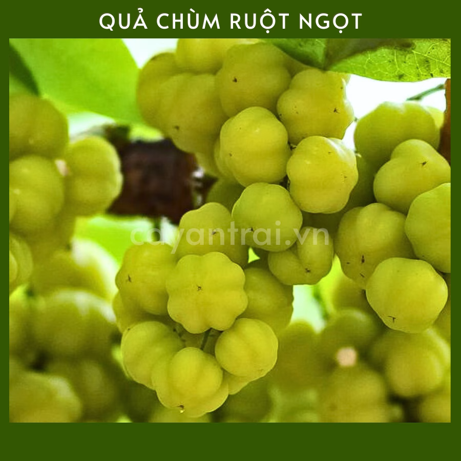 Cây Chùm Ruột Ngọt