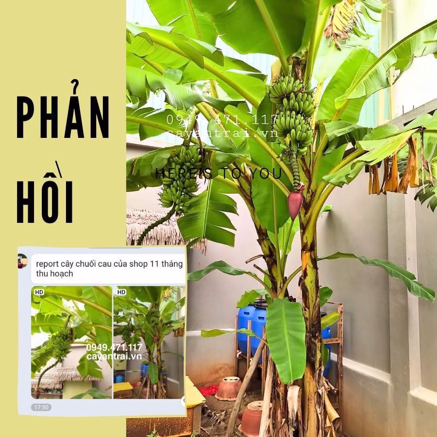 Cây Chuối Cau